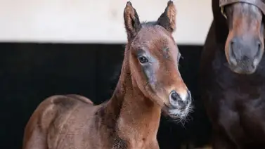¡Notición!: Nació el primer hijo del mejor caballo del Mundo según Longines 2024 ¡Notición!: Nació el primer hijo del mejor caballo del Mundo según Longines 2024