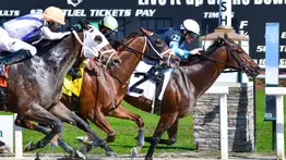 Pronósticos Tampa Bay Downs: picks gratis y el dato clave para el miércoles 14 de enero