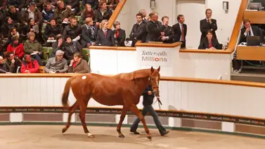 Lastotchka encabeza la esperada venta de enero de Tattersalls Online Lastotchka encabeza la esperada venta de enero de Tattersalls Online