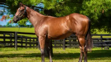 Mr Beast en el hipismo: conoce al caballo que lleva su nombre y será entrenado por Bob Baffert Mr Beast en el hipismo: conoce al caballo que lleva su nombre y será entrenado por Bob Baffert