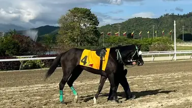 No lo busques en las revistas: Este ejemplar destaca en los cronómetros y va por el batacazo el domingo No lo busques en las revistas: Este ejemplar destaca en los cronómetros y va por el batacazo el domingo