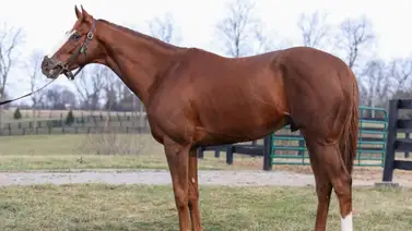 ¿Quieres comprar un campeón canadiense de tres años por Internet? Mira aquí cómo hacerlo ¿Quieres comprar un campeón canadiense de tres años por Internet? Mira aquí cómo hacerlo