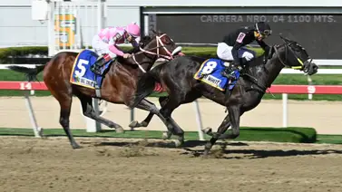 Atención: Estén muy pendientes porque hay un potro que se perfila como el robo de toda Venezuela para el Clásico Inauguración Francisco de Miranda (GII) Atención: Estén muy pendientes porque hay un potro que se perfila como el robo de toda Venezuela para el Clásico Inauguración Francisco de Miranda (GII)