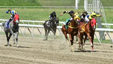 Olvídate de Rozagante y Noqueador: Este ejemplar podría dar un gran batacazo en el 5y6 dominical Olvídate de Rozagante y Noqueador: Este ejemplar podría dar un gran batacazo en el 5y6 dominical