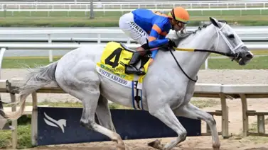 ¡Ahora sí!: White Abarrio con Irad Ortiz Jr., ejercitó finito para la Pegasus World Cup G1 de 3 millones de dólares ¡Ahora sí!: White Abarrio con Irad Ortiz Jr., ejercitó finito para la Pegasus World Cup G1 de 3 millones de dólares