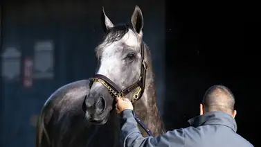 Nace el primer producto de un ganador del Preakness Stakes Nace el primer producto de un ganador del Preakness Stakes