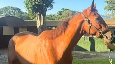 Poderosa genética en la arena de Caracas: El linaje de Into Mischief presente en la jornada nocturna Poderosa genética en la arena de Caracas: El linaje de Into Mischief presente en la jornada nocturna