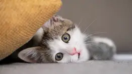 Alerta mundial por virus mortal en gatos