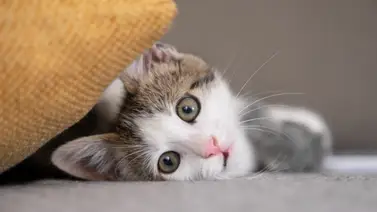 Alerta mundial por virus mortal en gatos Alerta mundial por virus mortal en gatos