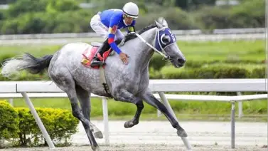 De las pistas a la cría: Triple Coronada venezolana debuta como madre con un hermoso potrillo De las pistas a la cría: Triple Coronada venezolana debuta como madre con un hermoso potrillo