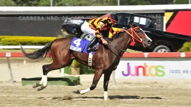 Nace una promesa: Campeona selectiva estrena su faceta de madre con un cruce de lujo Nace una promesa: Campeona selectiva estrena su faceta de madre con un cruce de lujo