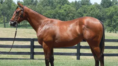 Conoce al potro entrenado por Bob Baffert que costó $2.4 millones y debutará el sábado en Santa Anita Conoce al potro entrenado por Bob Baffert que costó $2.4 millones y debutará el sábado en Santa Anita