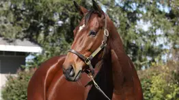 La campeona Just F Y I encabeza el grupo de yeguas estelares que llegan a la cría japonesa