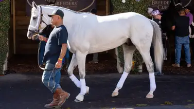 ¿Despedida? Así agradecen los dueños de White Abarrio su actuación en la Pegasus World Cup ¿Despedida? Así agradecen los dueños de White Abarrio su actuación en la Pegasus World Cup