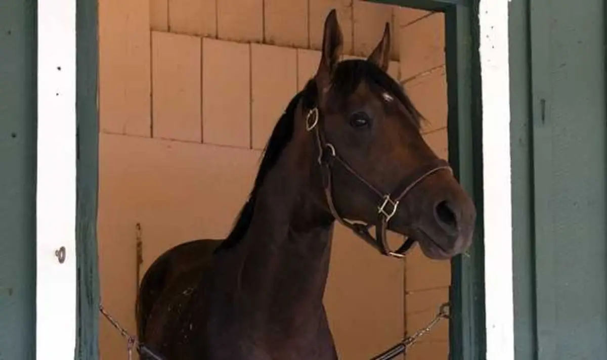 El sorpresivo semental que domina la estadística en Estados Unidos