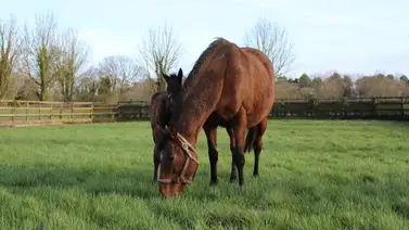 Sensible baja para la cría: El Coolmore anunció la muerte de la campeona europea, Maybe Sensible baja para la cría: El Coolmore anunció la muerte de la campeona europea, Maybe