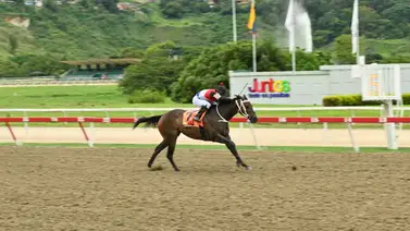 Antalya en la mira: Los detalles detrás de la yegua que busca reencontrarse con el éxito en el 5y6 dominical Antalya en la mira: Los detalles detrás de la yegua que busca reencontrarse con el éxito en el 5y6 dominical