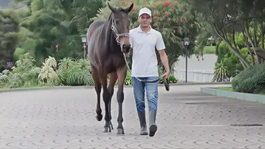 Del Haras a la pista: Así es la preparación de la hija de la triplecoronada Sandovalera Del Haras a la pista: Así es la preparación de la hija de la triplecoronada Sandovalera