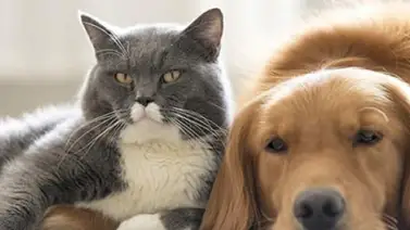 Mujer decide dejar una jugosa herencia a sus mascotas, por este motivo (+Video) Mujer decide dejar una jugosa herencia a sus mascotas, por este motivo (+Video)