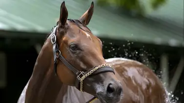 ¡Impactante! Nace hija de campeona clásica en el Caribe y Norteamérica ¡Impactante! Nace hija de campeona clásica en el Caribe y Norteamérica