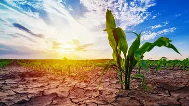 Varias regiones del mundo en alerta por los fenómenos "La Niña" y "super Niño" Varias regiones del mundo en alerta por los fenómenos "La Niña" y "super Niño"