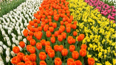 ¡No te equivoques! Ten cuidado con el color de las flores que regalas en San Valentin