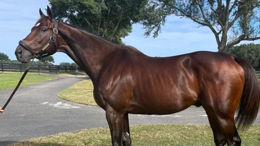 ¡Lamentable! conoce lo que le ocurrió al primer hijo de la campeona Rachel Alexandra