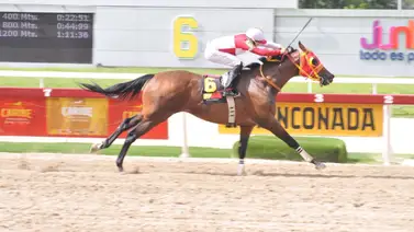 Fernando Parilli Araujo inscribe a este ejemplar que tiene 203 días sin correr en La Rinconada Fernando Parilli Araujo inscribe a este ejemplar que tiene 203 días sin correr en La Rinconada