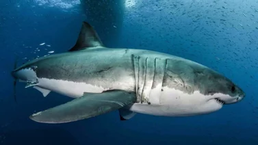 Los tiburones andan sueltos y con estos consejos puedes afrontar un ataque escualo 
