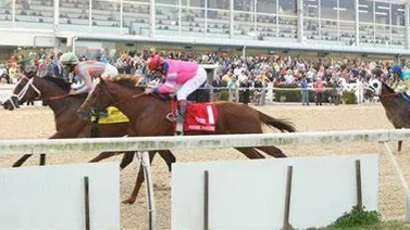 Entrenadora fue golpeada por un caballo y este es su delicado estado de salud