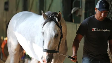 Mira cual caballo se ganará a White Abarrio en la Saudi Cup según este prestigioso ranking de Estados Unidos