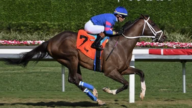 Tres jockeys boricuas ganaron más del 50% de las carreras de Gulfstream Park