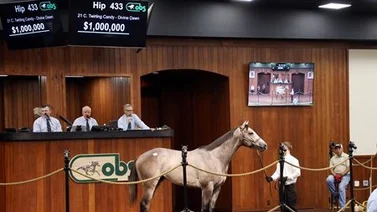 Hoy debuta en Gulfstream Park purasangre que costó un millón de Dólares