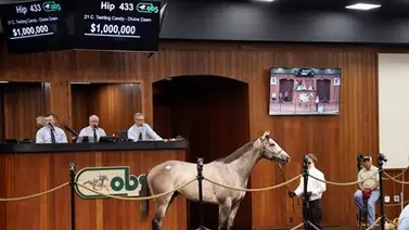 Hoy debuta en Gulfstream Park purasangre que costó un millón de Dólares Hoy debuta en Gulfstream Park purasangre que costó un millón de Dólares