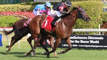 Jockeys venezolanos estremecen la taquilla este sábado en Gulfstream Park