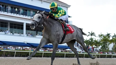 Caballo que costó un millón de dólares debutó con triunfo y esta será su próxima carrera