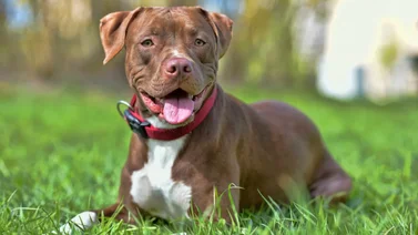 ¡Escalofriante! Esto fue lo que le hizo una manada de Pitbulls a su propio dueño en LA
