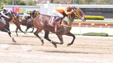 César Cachazo reaparece hijo de yegua ganadora clásica del Caribe 