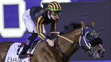 Un ejemplar criado en Florida correrá la carrera más rica del mundo Un ejemplar criado en Florida correrá la carrera más rica del mundo