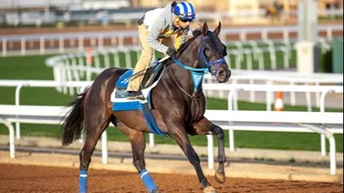 Caballo entrenado por venezolano va por este jugoso premio en Arabia Saudita