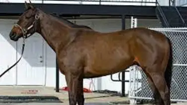 Subasta digital de ejemplares alcanza esta increíble cantidad de dinero Subasta digital de ejemplares alcanza esta increíble cantidad de dinero