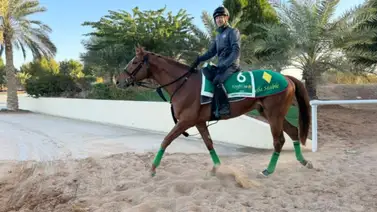 Uno de los favoritos de la Saudí Cup sufre accidente conoce aquí su estado Uno de los favoritos de la Saudí Cup sufre accidente conoce aquí su estado