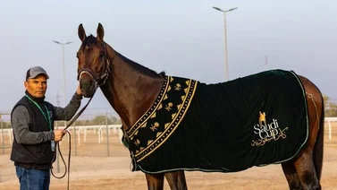 Mira cuánto dinero ganó Señor Buscador en la Saudí Cup