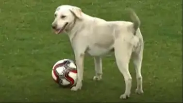 ¡Insólito! Usuario recreó cómo sería el mejor once de un equipo de perros (+Video) ¡Insólito! Usuario recreó cómo sería el mejor once de un equipo de perros (+Video)