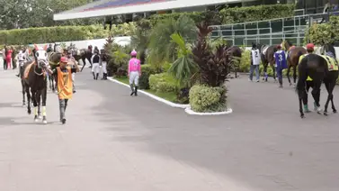 La Rinconada se alista para conocer a la media hermana de la yegua más costosa de la subasta Unicria 2022 La Rinconada se alista para conocer a la media hermana de la yegua más costosa de la subasta Unicria 2022