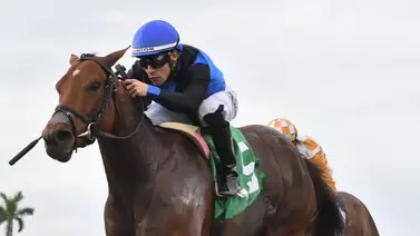 Junior Alvarado montará hijo del mejor semental del mundo este jueves en Gulfstream Park Junior Alvarado montará hijo del mejor semental del mundo este jueves en Gulfstream Park