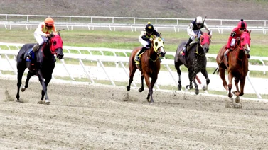 Ejemplares en carrera en la pista de La Rinconada.