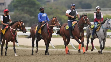 Ejemplares con los traqueadores durante la jornada de ajuste en la pista de La Rinconada.