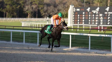 El Sam Davis Stakes G3 comanda jornada de Stakes el sábado en Tampa Bay Downs