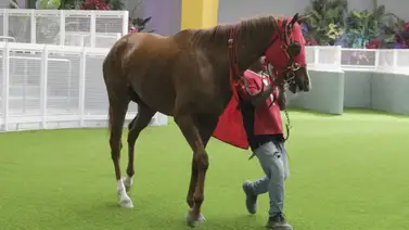 Una nueva importada arriba a la arena de La Rinconada Una nueva importada arriba a la arena de La Rinconada